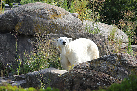 Climate Change, Polar Bear thumbnail