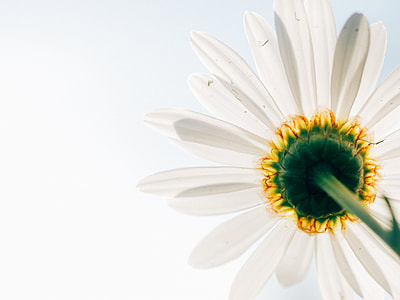 Daisy flower in close up photography thumbnail