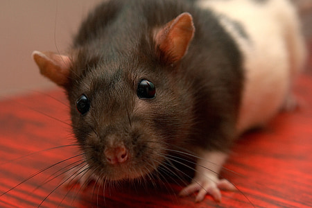 brown and white rat thumbnail