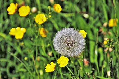 white flower thumbnail