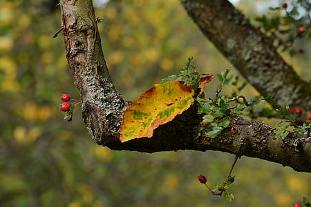 dried brown leaf hanged on tree branch in close up photography thumbnail