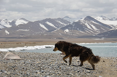 long-coated black dog walking near body of water thumbnail