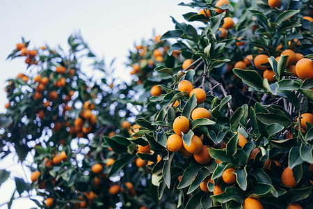 round orange fruit thumbnail