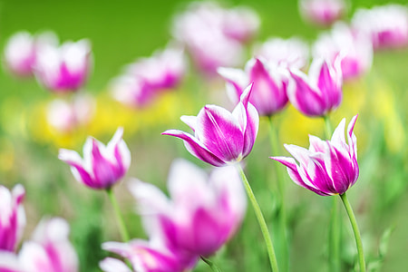 pink petal flower field thumbnail