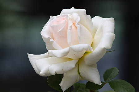 white rose in closeup photography thumbnail