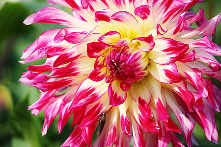 Pink Yellow White Flower thumbnail