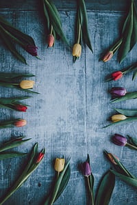 assorted-color tulip flowers on grey wooden surface thumbnail