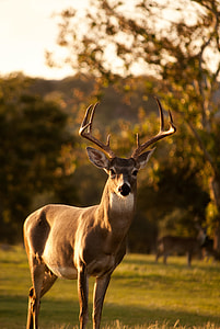 close up photo of brown deer standing on grass during golden hour thumbnail