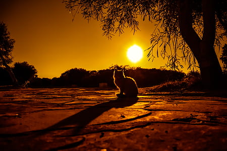 photo of a silhouette cat thumbnail