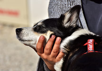 adult black and white Pembroke Welsh corgi thumbnail
