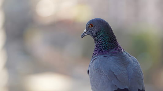 grey pigeon shallow-focus photography thumbnail