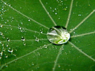 macro photography of water drop on green leaf thumbnail