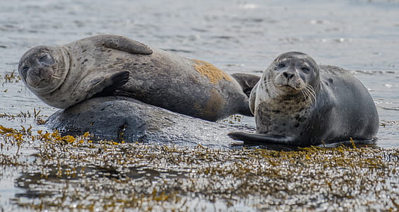 sealions on body of water thumbnail