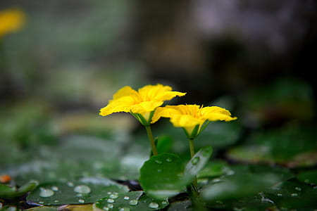 two yellow flowers with water dews thumbnail