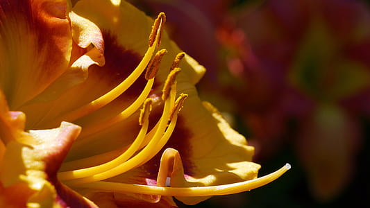 Yellow daylily flower parts macro during summer time in Rutgers Garden NJ USA. thumbnail