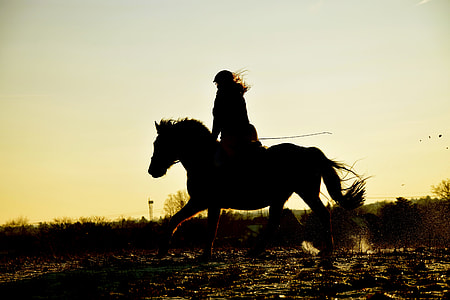 person riding horse beside green grass field thumbnail