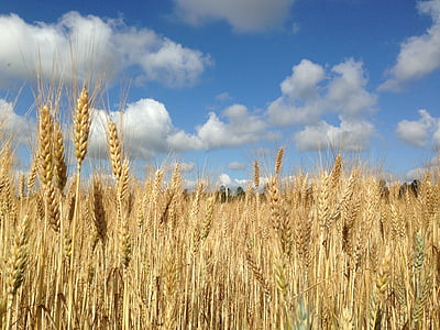 wheat field under gray cloudy sky at day thumbnail