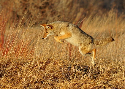 gray jumping fox at daytime thumbnail