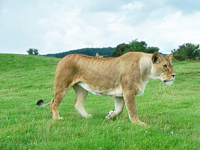 photo of brown and white lioness thumbnail