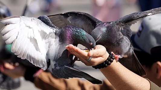 two gray rock pigeons thumbnail