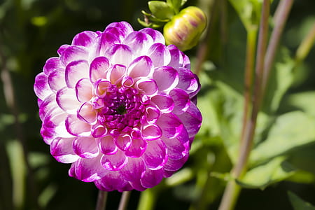 white and purple ball dahlia in selective focus photography thumbnail