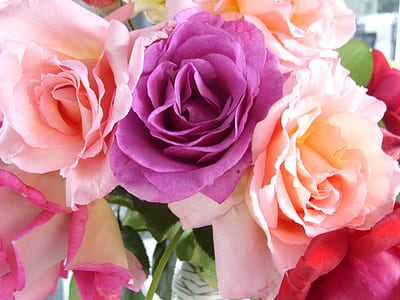 pink and purple roses thumbnail