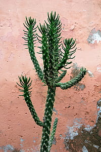 green snake plant thumbnail