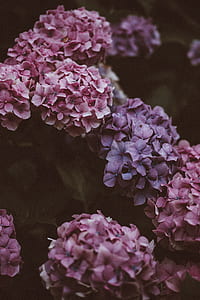 shallow focus photography of pink and purple flowers thumbnail