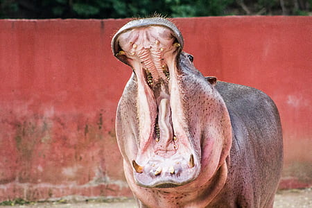 brown Hippopotamus thumbnail