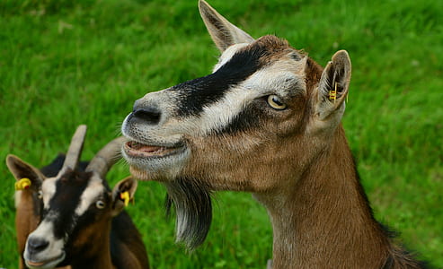 two brown goats in close-up photography thumbnail