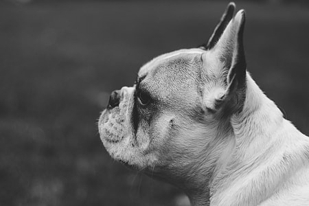 grayscale photo of bulldog thumbnail