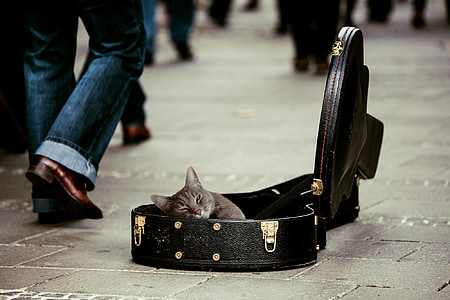 gray cat in black leather guitar case thumbnail