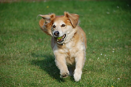 short-coated tan dog running on grass field thumbnail