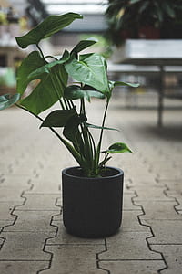 shallow focus photography of green leafed plant in black ceramic pot thumbnail