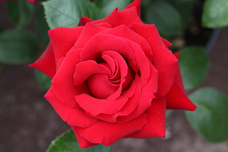 red rose thumbnail