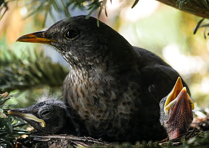 bird with two chicks on nest a thumbnail