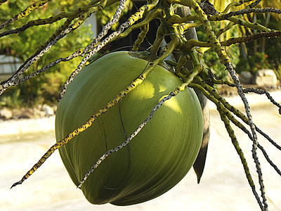 green coconut thumbnail