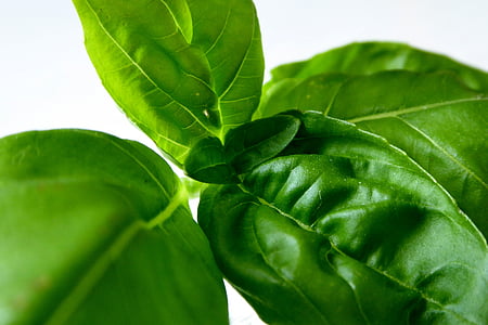 green leafed plants thumbnail