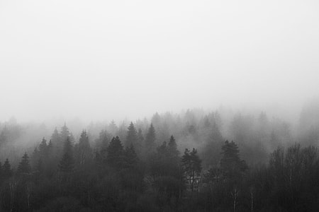 Black and White Morning Foggy Forest thumbnail