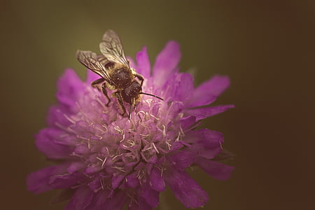 honeybee on purple pincushion flower thumbnail