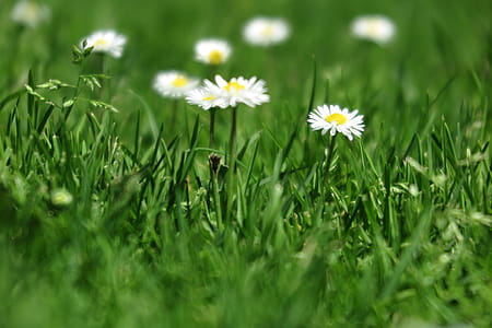 Small white flowers grow in field of green grass thumbnail