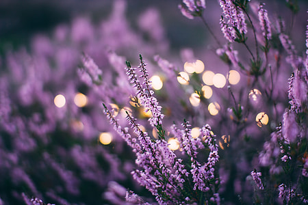 macro shot of purple flowers thumbnail
