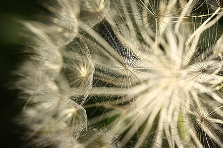 shallow focus photography of white flower thumbnail