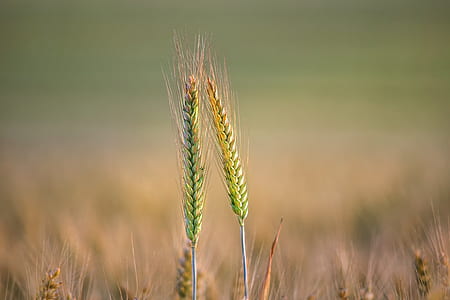 tilt shift lens photo of wheat thumbnail