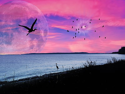 bird on ocean thumbnail