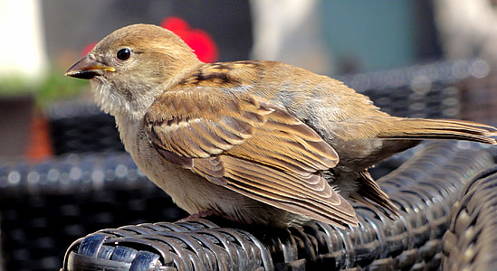 The Sparrow, Sparrow Home thumbnail
