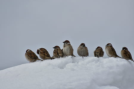 seven sparrow birds on snow thumbnail