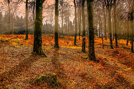 man's eye view of bald trees thumbnail