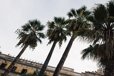 Palm trees in Spain thumbnail