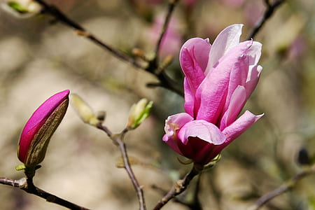 magnolia, magnolia blossom, blossom, bloom thumbnail